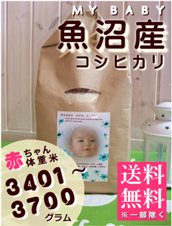 出産内祝い体重米 MY BABY魚沼:3401~3700g