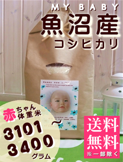 出産内祝い体重米 MY BABY魚沼:3101~3400g