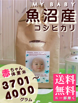 出産内祝い体重米 MY BABY魚沼:3701~4000g